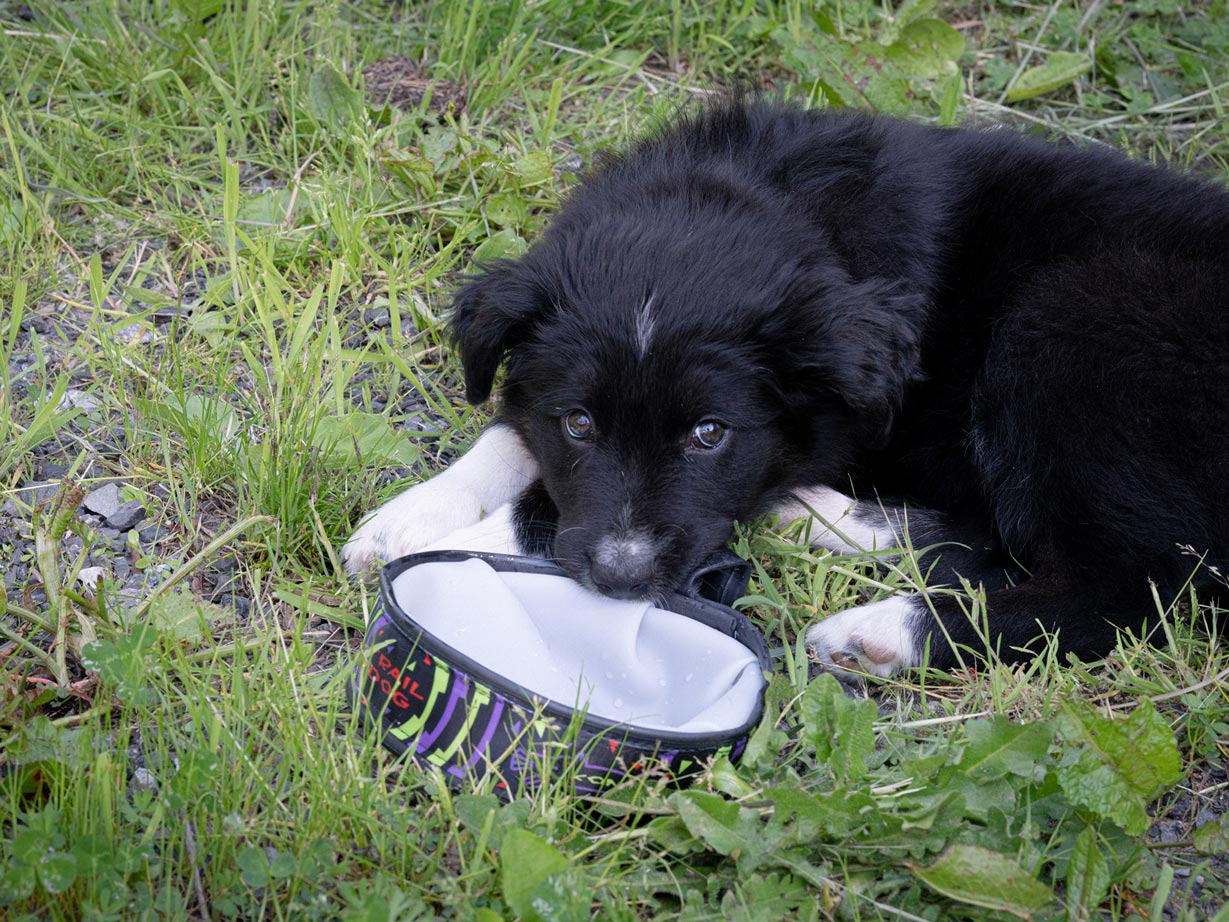 27-kona-cycle-dog-packable-bowl-1.webp